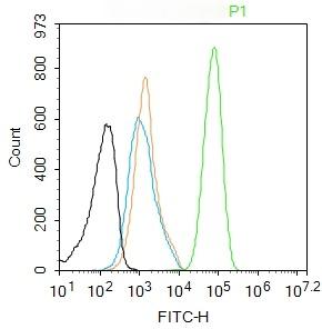 Anti-FOXP3 Antibody (7Z785)