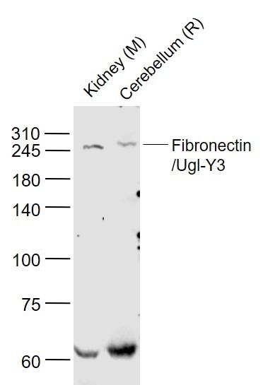 Anti-Fibronectin Polyclonal Antibody 2