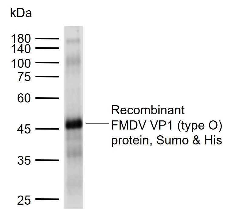 Anti-FMDV VP1 (type O) Polyclonal Antibody