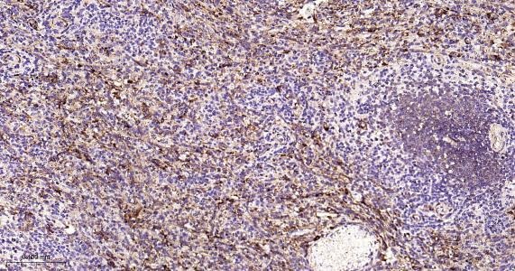 Anti-FTH Antibody (9C880)
