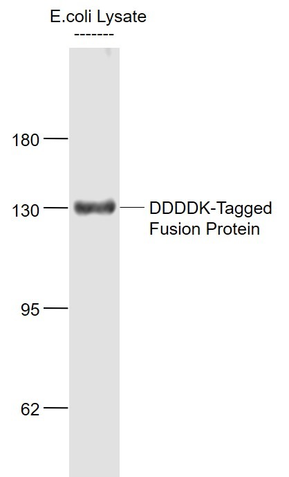 Anti-Flag Tag (CT) Polyclonal Antibody