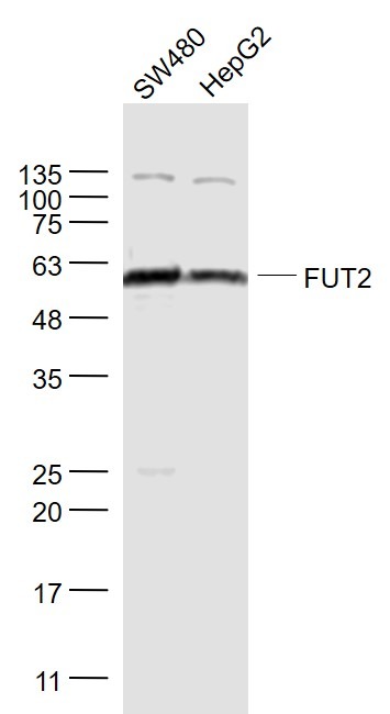 Anti-FUT2 Polyclonal Antibody