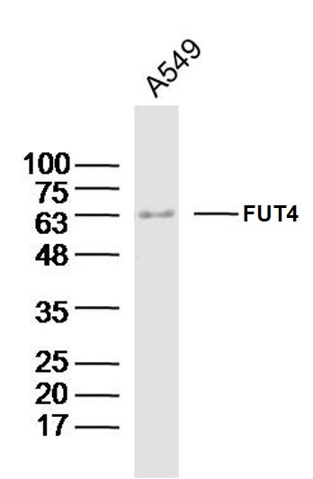 Anti-FUT4 Polyclonal Antibody