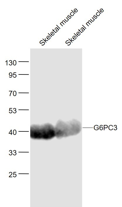 Anti-G6PC3 Polyclonal Antibody