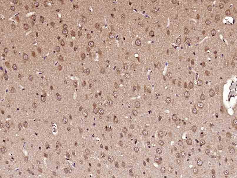 Anti-FOS Polyclonal Antibody