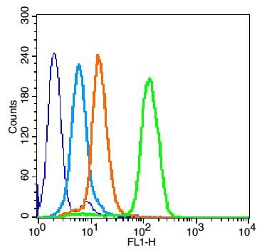 Anti-FUT4 Polyclonal Antibody