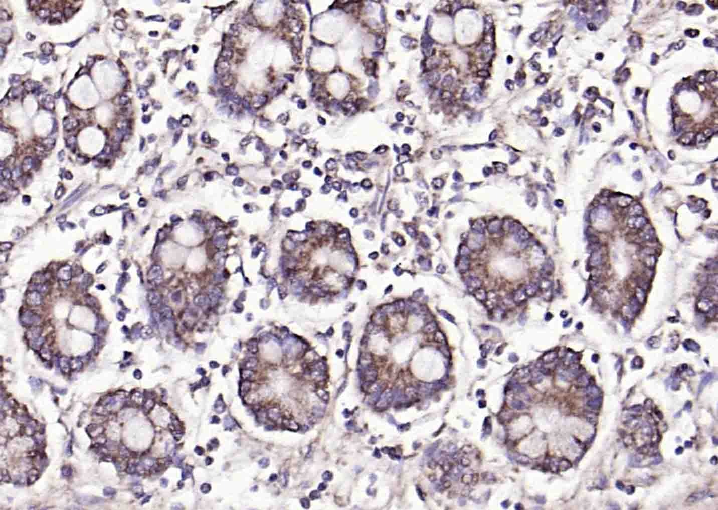 Anti-FUT2 Polyclonal Antibody