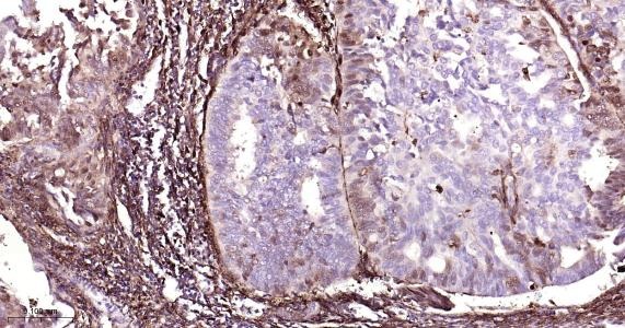 Anti-FTH Antibody (9C880)