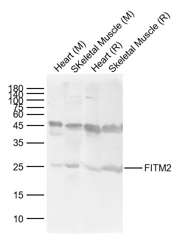 Anti-FITM2 Polyclonal Antibody