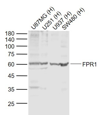 Anti-FPR1 Polyclonal Antibody