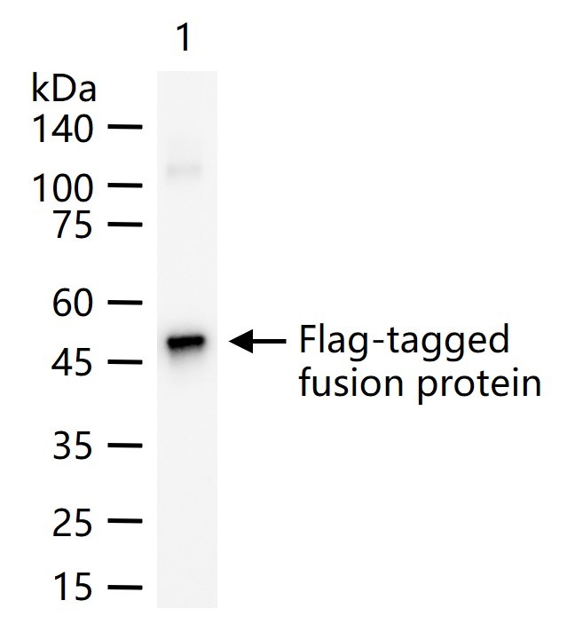 Anti-Flag Tag Antibody (2H702)