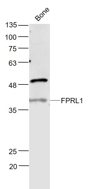 Anti-FPRL1 Polyclonal Antibody 2