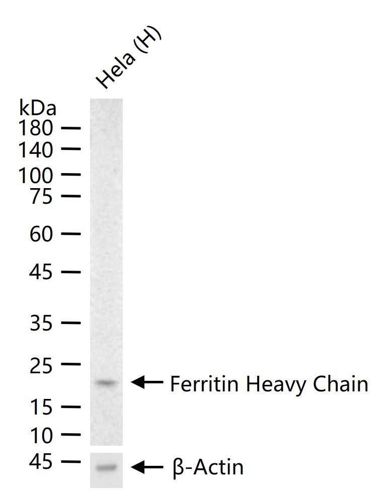 Anti-FTH Antibody (9C880)