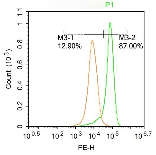 Anti-G6PC Polyclonal Antibody