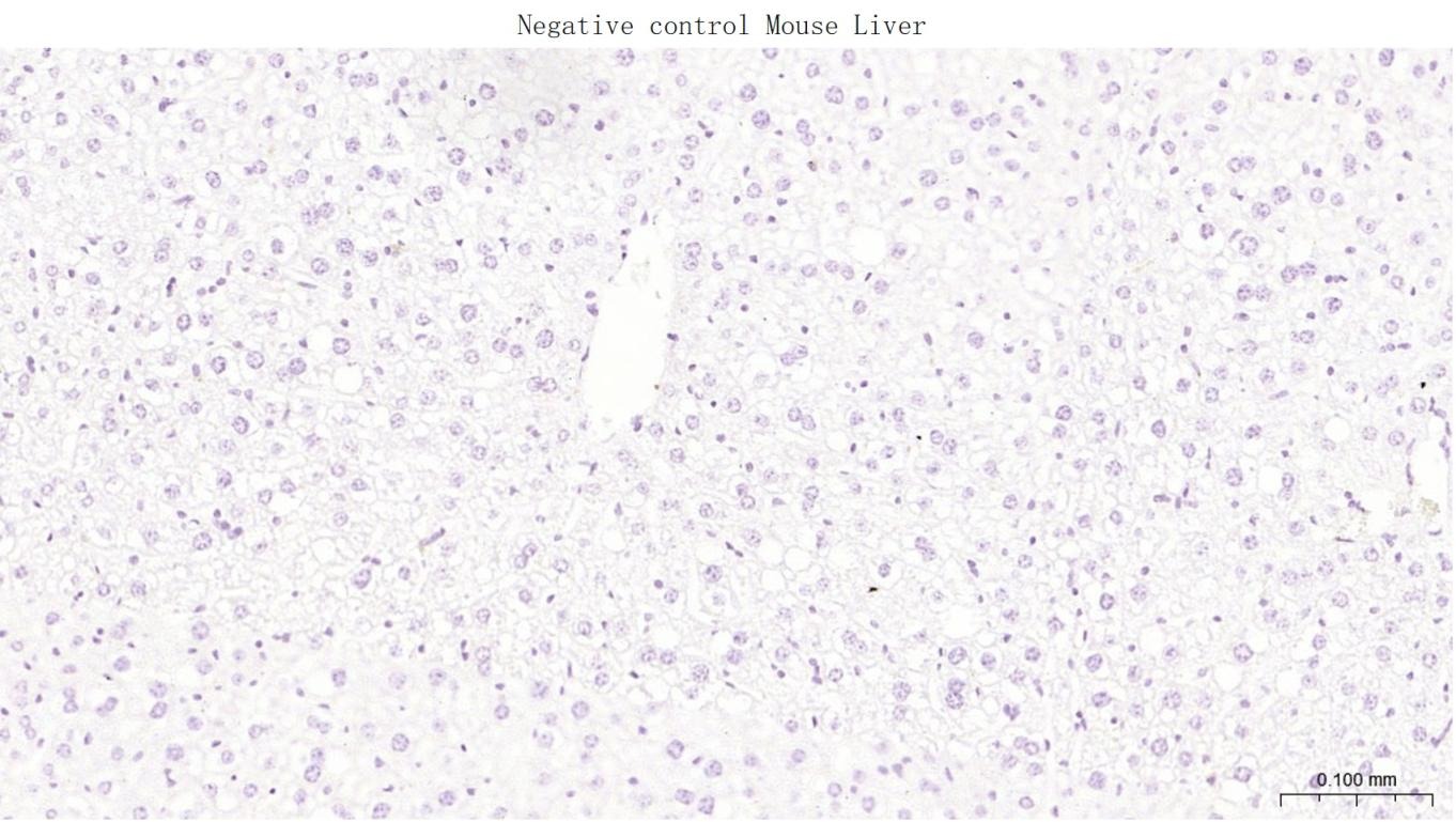 Anti-GLP1R Polyclonal Antibody