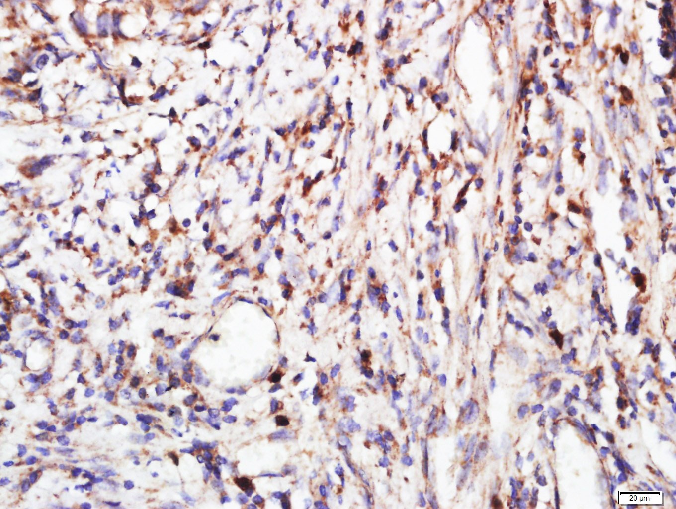 Anti-FGFR2 Polyclonal Antibody