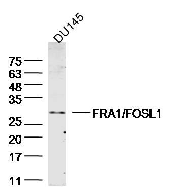 Anti-FOSL1 Polyclonal Antibody