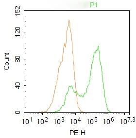 Anti-FOXO1A Polyclonal Antibody