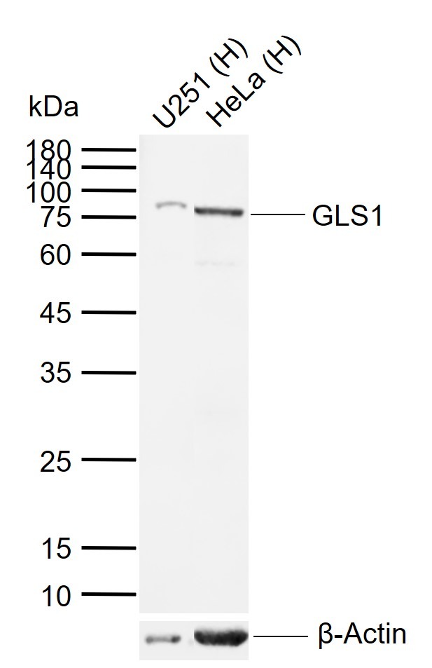 Anti-GLS1 Polyclonal Antibody
