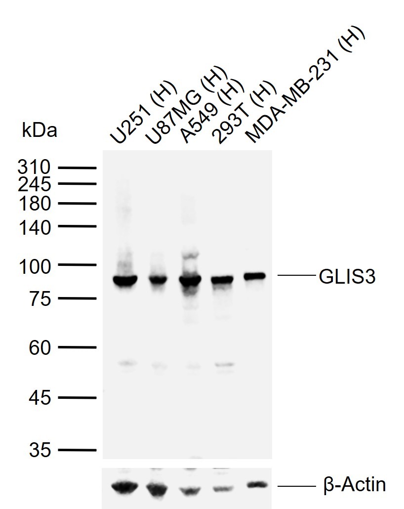 Anti-GLIS3 Polyclonal Antibody