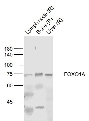 Anti-FOXO1 Polyclonal Antibody