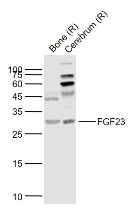 Anti-FGF-23 Polyclonal Antibody