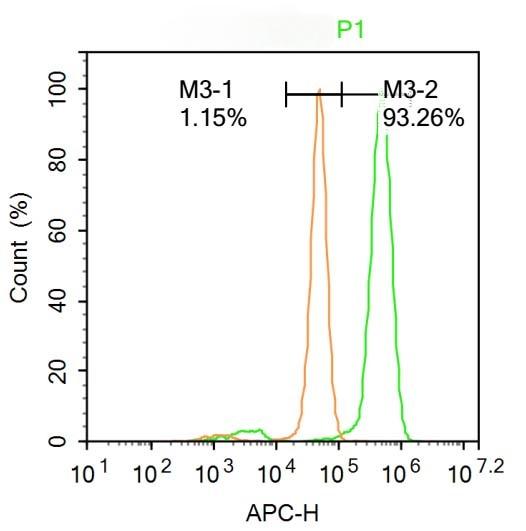 Anti-FOXN1 Polyclonal Antibody