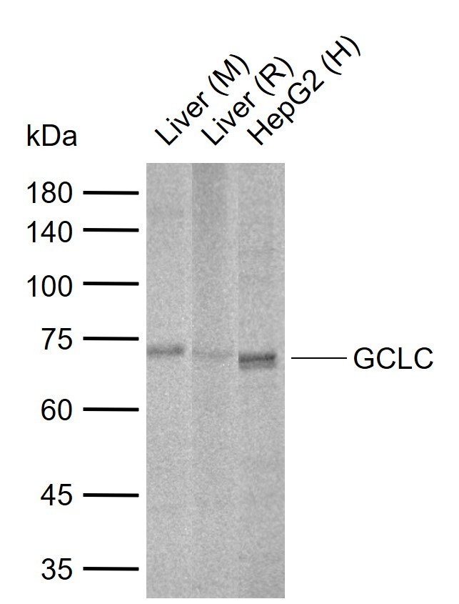 Anti-Gclc Polyclonal Antibody