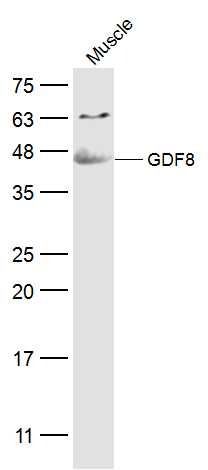 Anti-GDF-8 Polyclonal Antibody