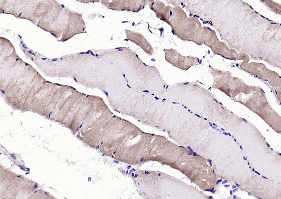 Anti-GDF-8 Polyclonal Antibody