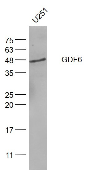 Anti-GDF-6 Polyclonal Antibody