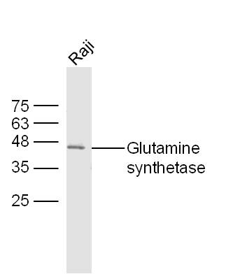 Anti-GLUL Polyclonal Antibody