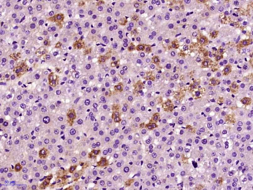 Anti-GDF2 Polyclonal Antibody