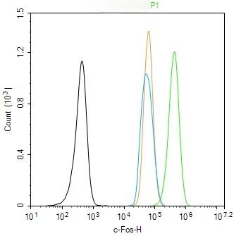 Anti-FOS Antibody (6V247)