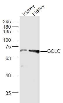 Anti-Gclc Polyclonal Antibody