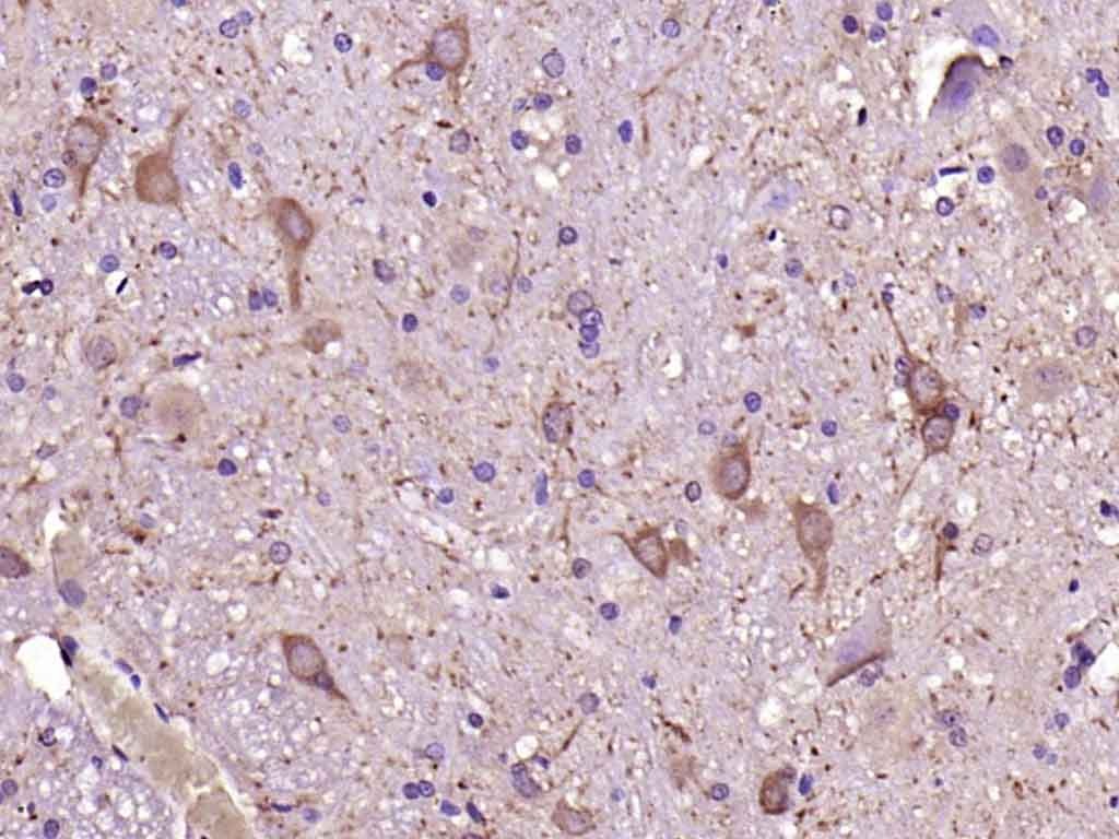 Anti-GDNF Polyclonal Antibody