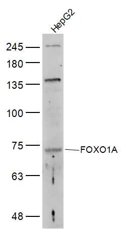 Anti-FOXO1A Polyclonal Antibody