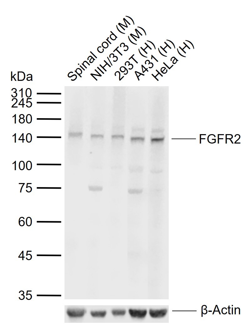 Anti-FGFR2 Polyclonal Antibody
