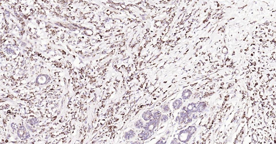 Anti-CD9 Antibody (9S121)