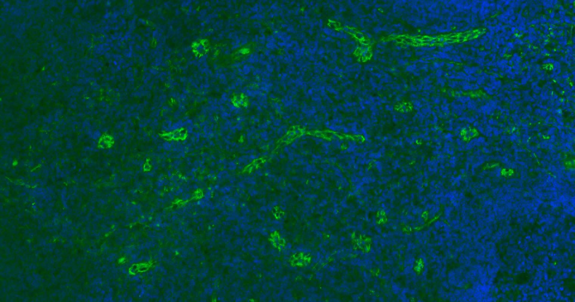 Anti-CD31 Antibody (2K688)