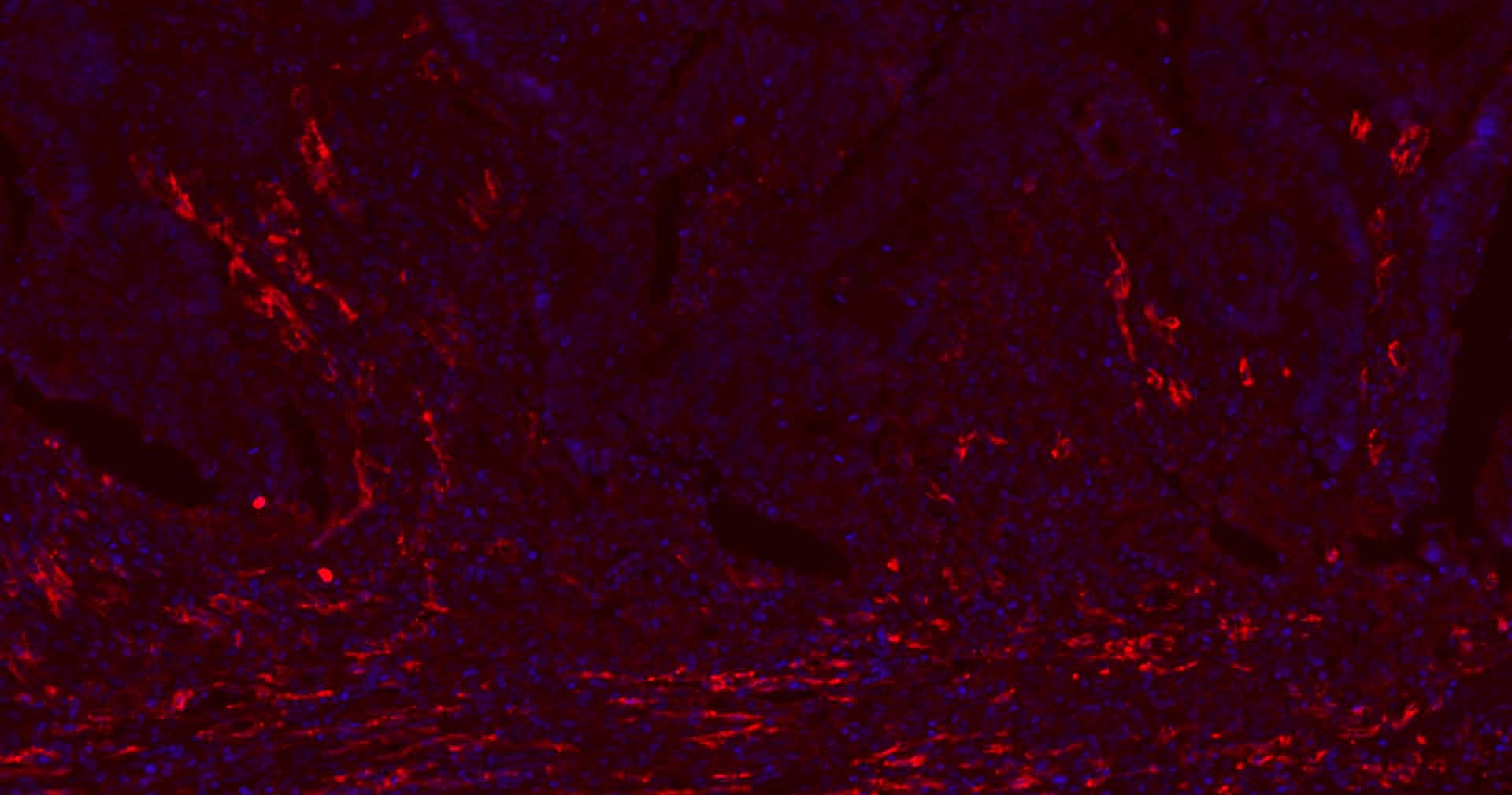 Anti-CD31 Antibody (2K688)