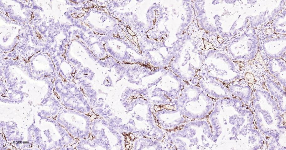 Anti-CD31 Antibody (2K688)