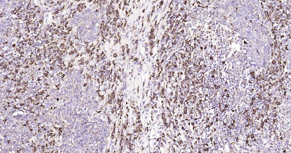 Anti-CD9 Antibody (9S121)