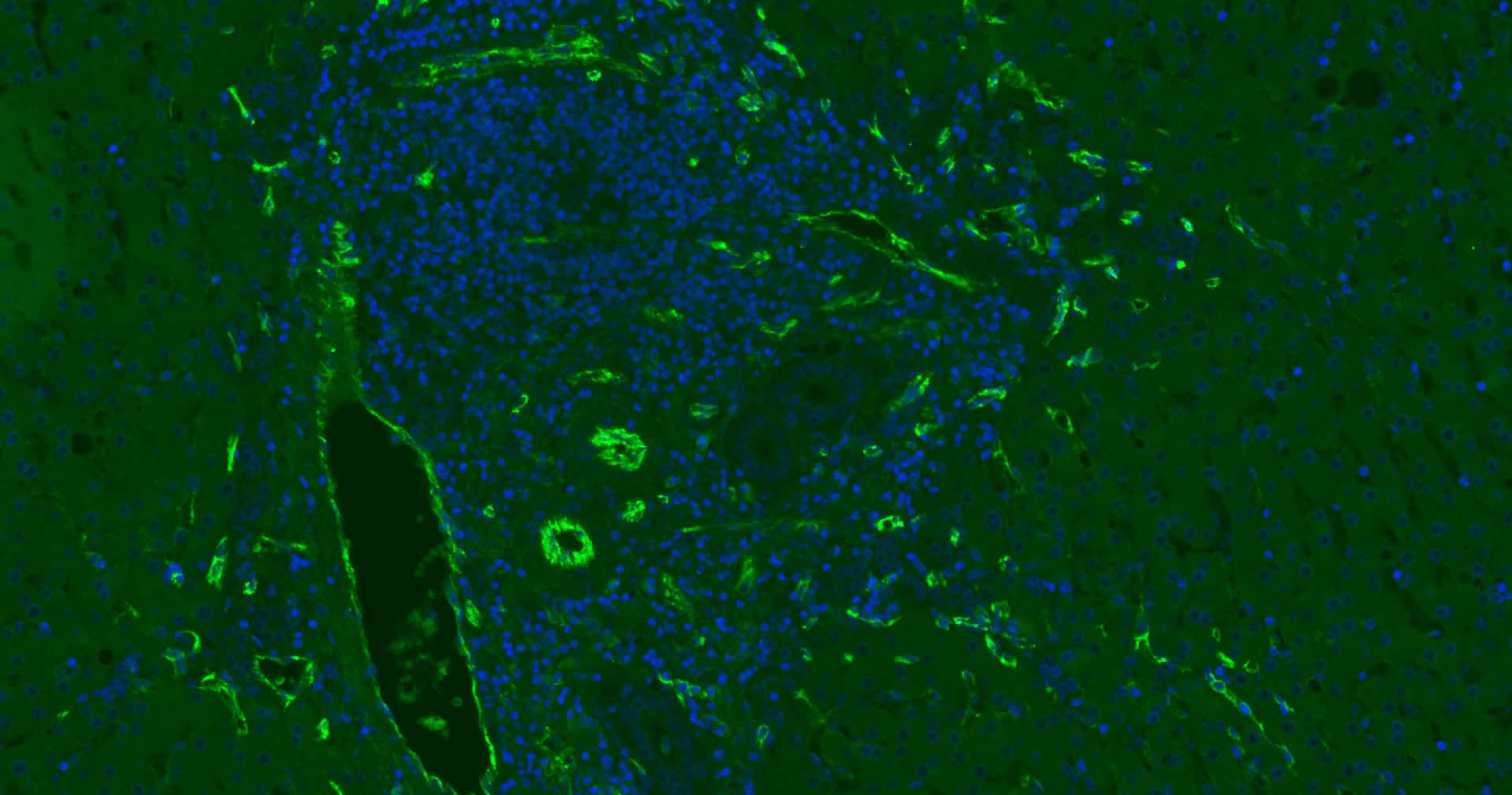 Anti-CD31 Antibody (2K688)