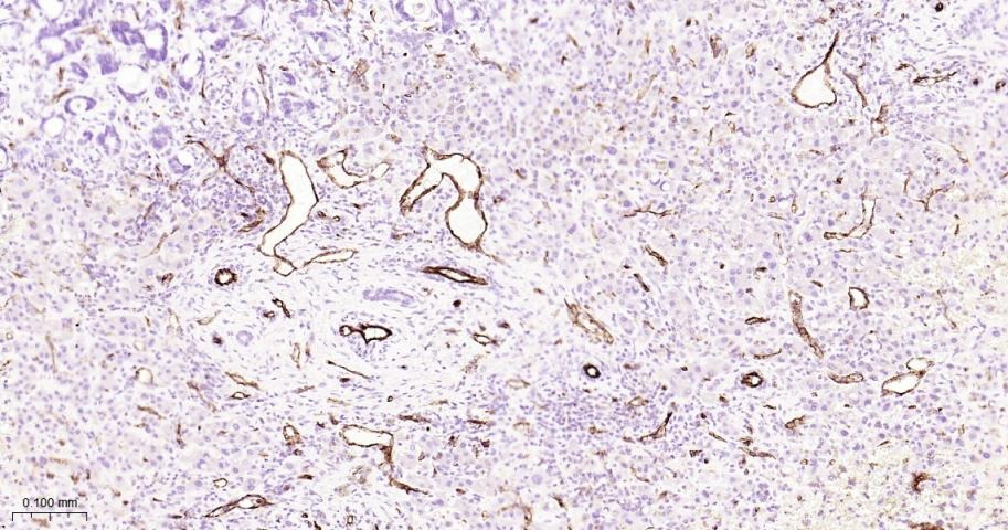 Anti-CD31 Antibody (2K688)