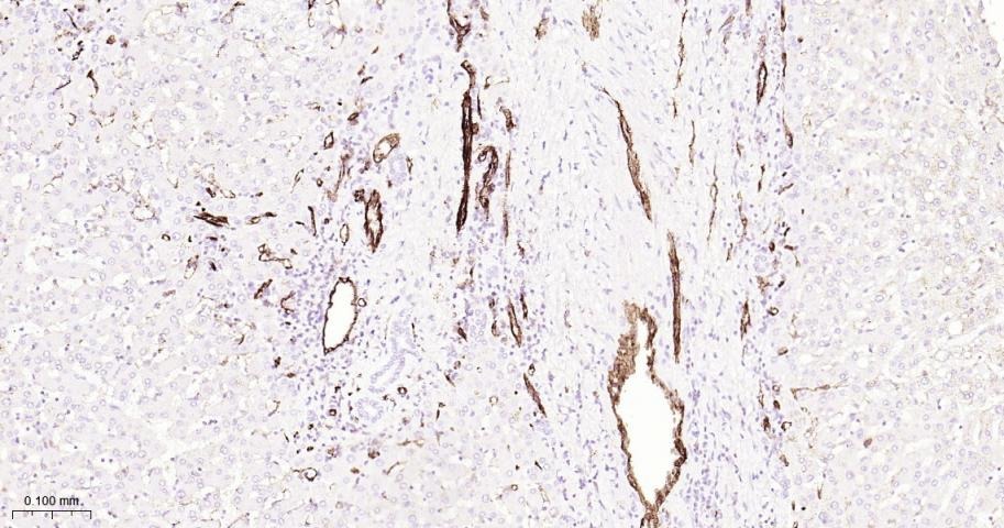 Anti-CD31 Antibody (2K688)
