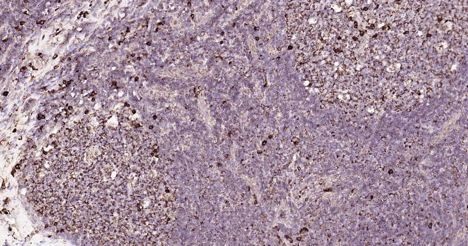 Anti-CD9 Antibody (9S121)
