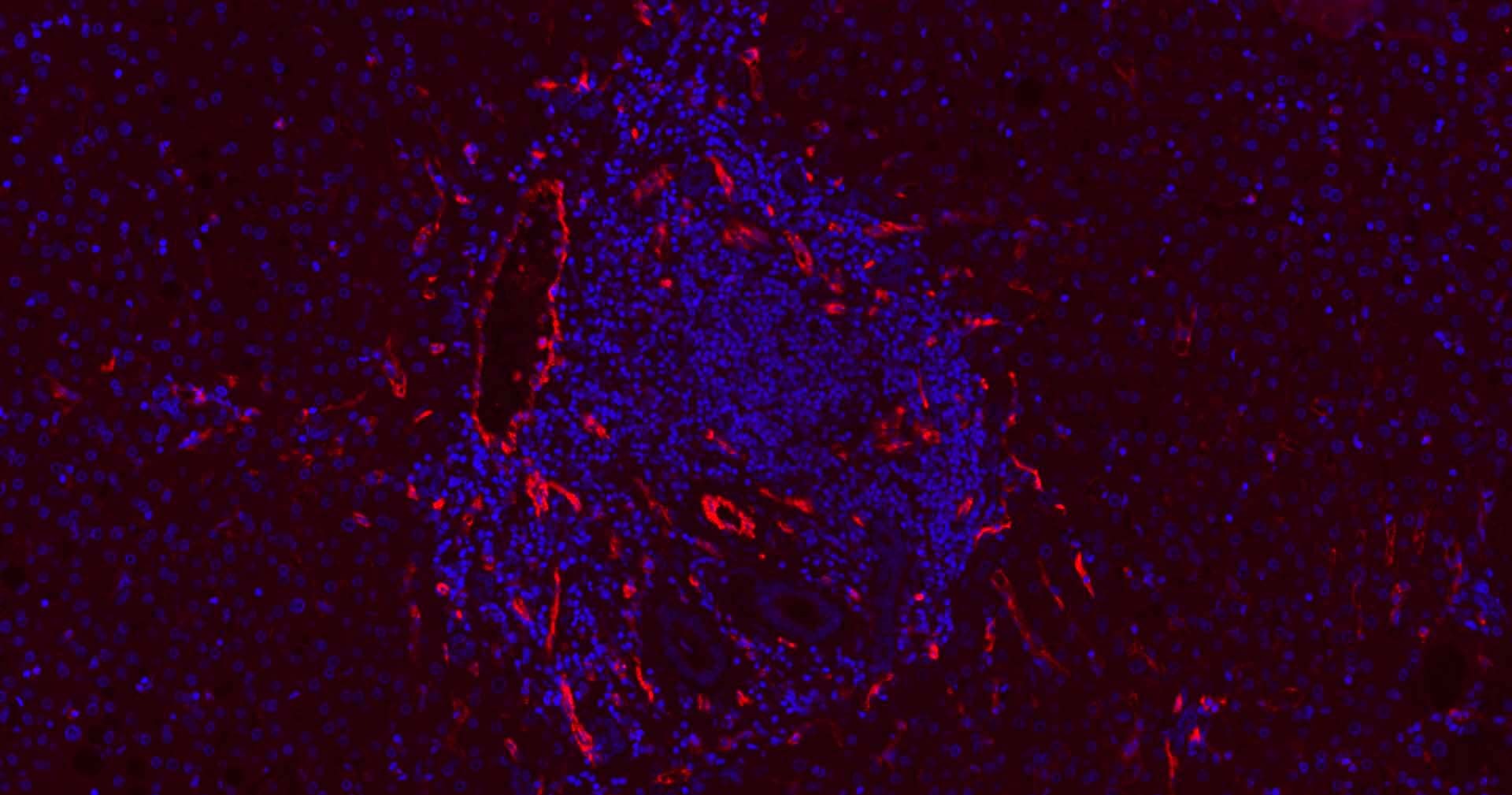 Anti-CD31 Antibody (2K688)