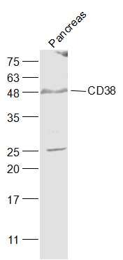 Anti-CD38 Polyclonal Antibody