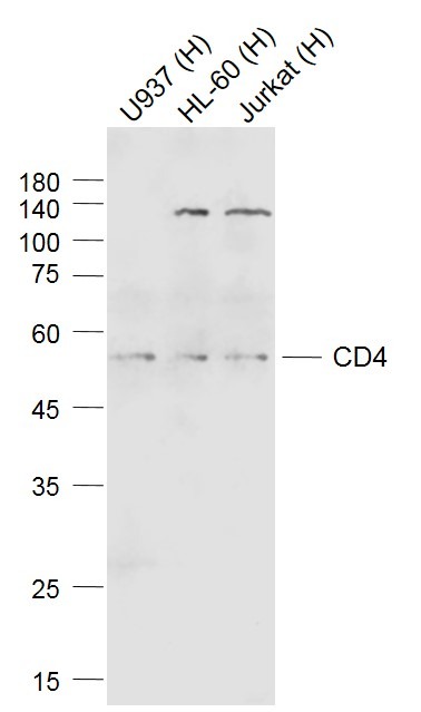 Anti-CD4 Polyclonal Antibody